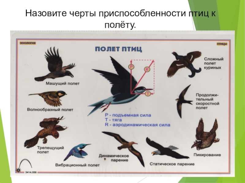 Основные приспособления птиц к полету в строении