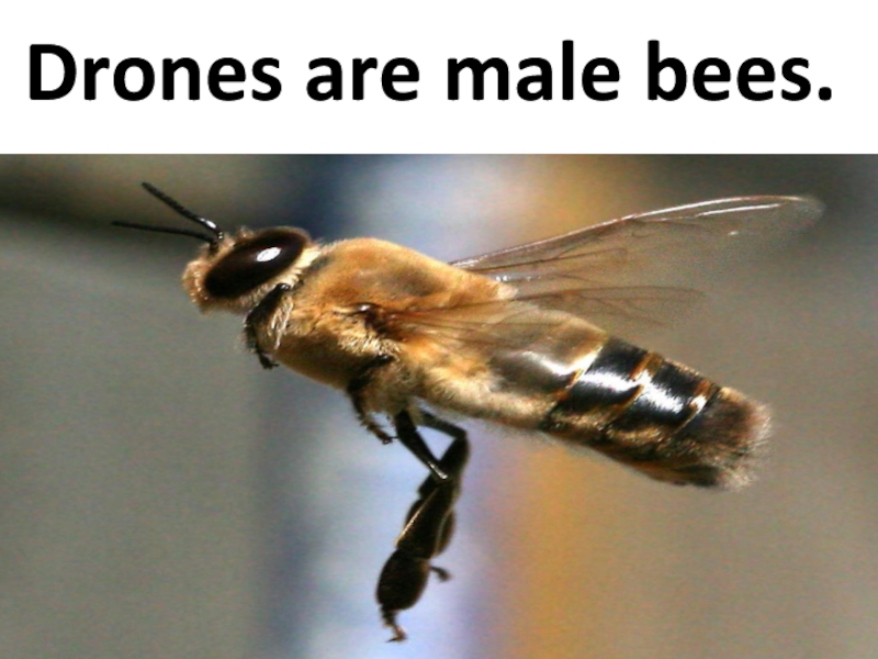 Drones are male bees.