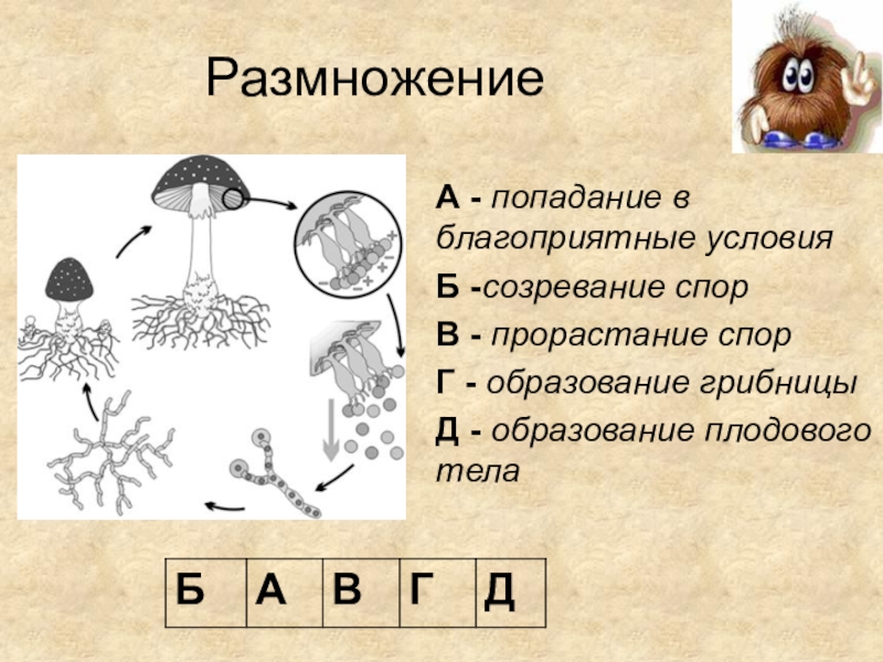 Размножение спорами схема