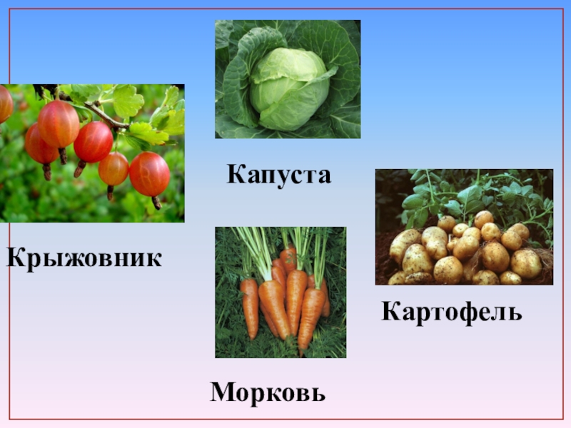Картофель МорковьКрыжовник Капуста