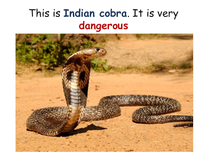 Змеи живут в индии. Очковая змея живёт в Индии 3 класс. Кобра мп3. Очковая змея это словосочетание. Змея очковая фото прикол.
