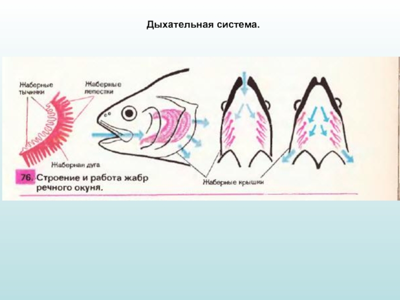 Схема дыхательная система рыб