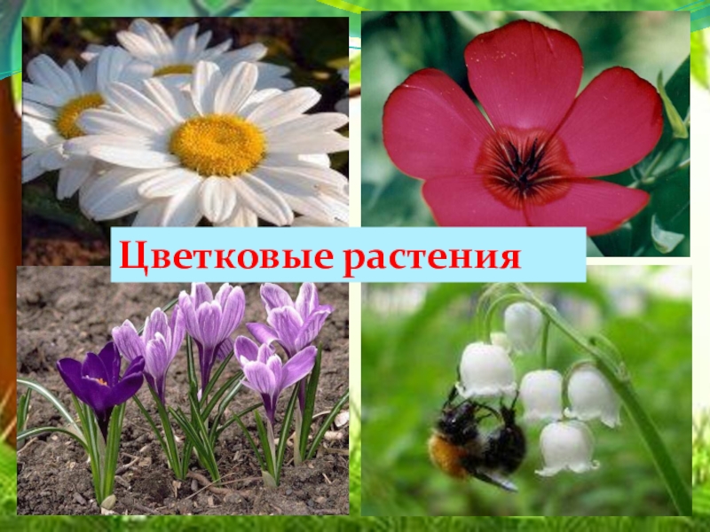 Название цветковых растений. Цветковые растения окружающий мир. Цветковые растения названия. Изображение цветкового растения.