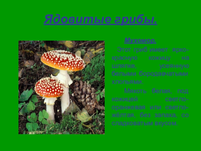 Несъедобные лесные грибы 2. Лесные опасности грибы 2 класс. Лесные опасности ядовитые грибы ядовитые грибы. Информация о мухоморе. Лесные опасности мухомор.