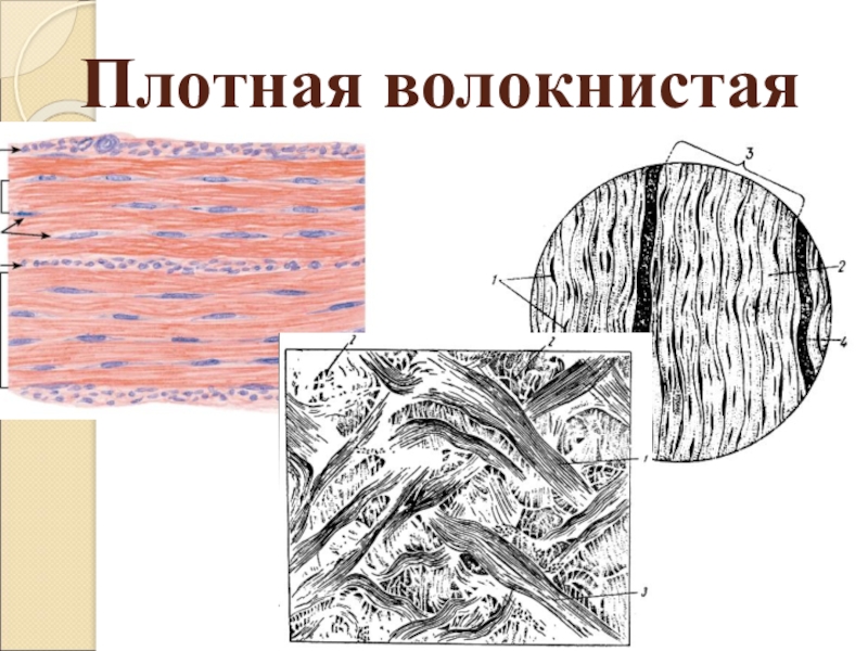 Плотная волокнистая соединительная ткань рисунок