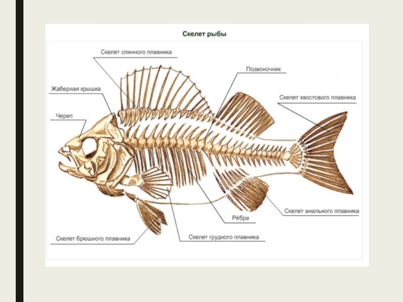 Скелет костной рыбы 7 класс биология. Строение скелета костных рыб.