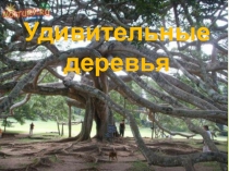 Удивительные деревья нашей планеты
