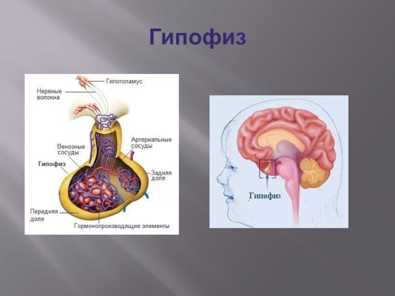 Гипофиз на картинке