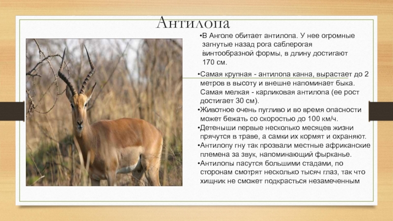 В какой зоне обитает антилопа. Антилопа Джейран красная книга. Антилопа краткое описание. Сообщение про антилопу. Доклад про антилопу.
