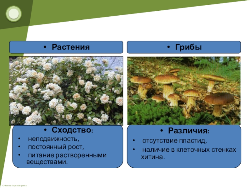 Сходством грибов с растениями является. Грибы и растения различия. Различия грибов и растений. Грибы и растения сходства и различия. Грибы и растения сходства.