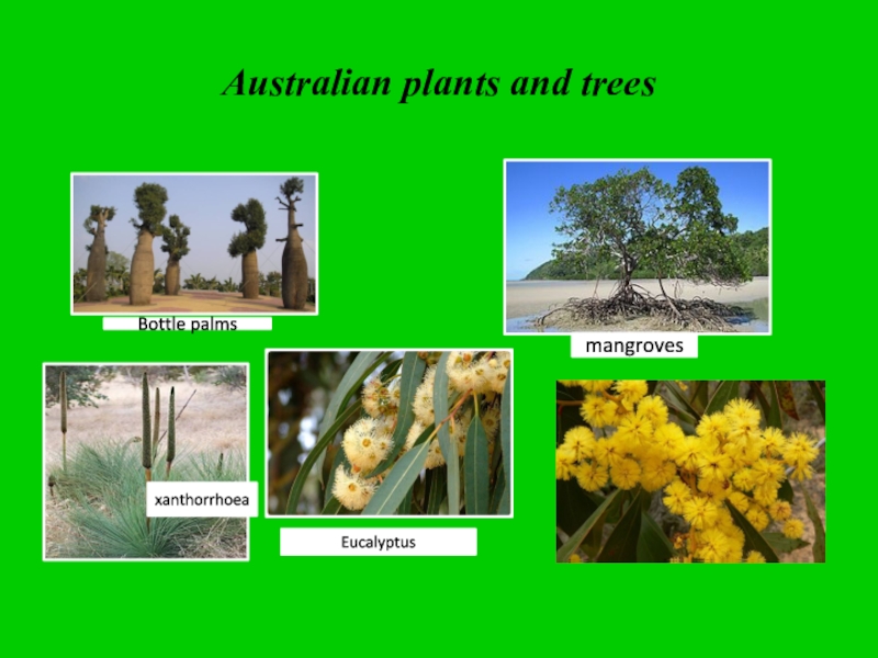 Растения австралии картинки с названиями