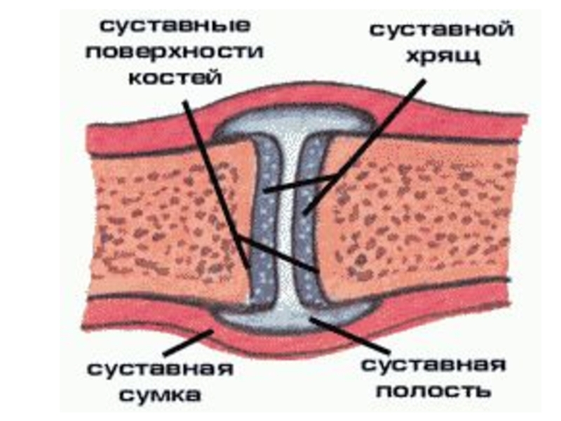 Поверхности сустава. Суставные поверхности. Суставные поверхности кости покрыты. Суставы и полусуставы. Суставная поверхность покрыта хрящом значение.