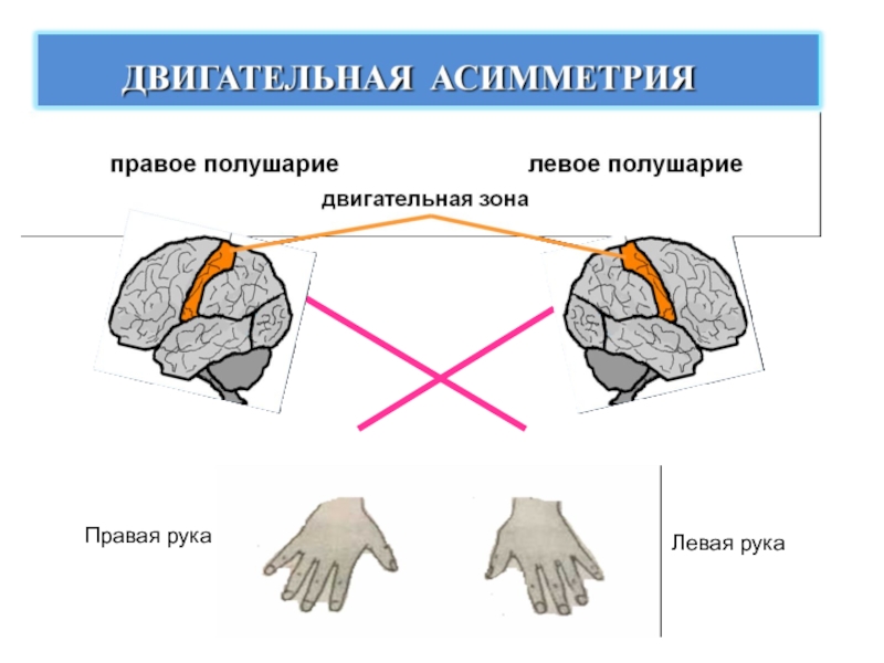 Левое полушарие какая рука. Двигательная асимметрия. Моторная асимметрия. Моторная асимметрия мозга. Левая рука правое полушарие.
