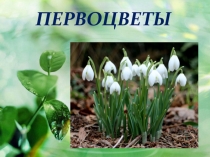 Презентация к конспекту НОД в подготовительной группе по теме: Первоцветы