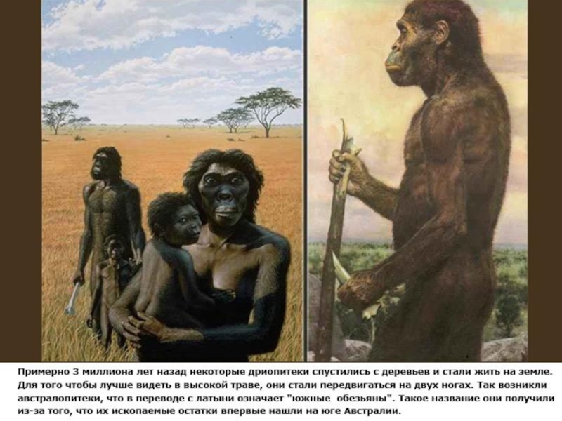 Жизнь миллион лет назад. Предшественники человека австралопитеки. Австралопитек Южная обезьяна. Homo habilis и австралопитек. Австралопитек Эволюция.