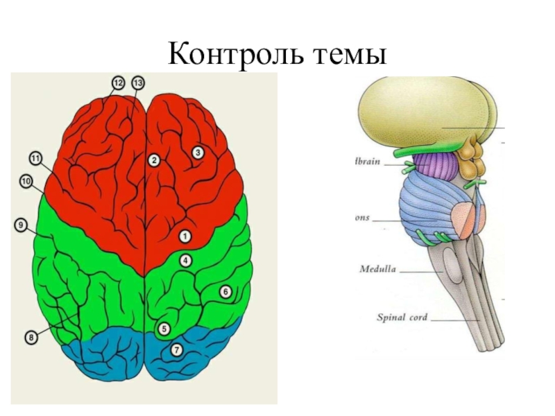 Физиология головного мозга презентация