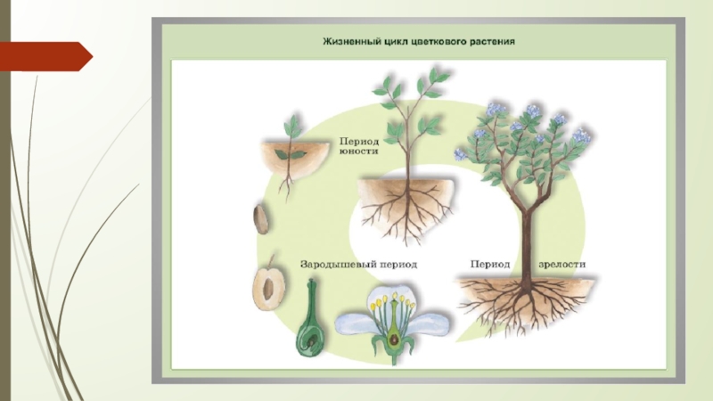 Периоды растения. Онтогенез растений. Основные этапы онтогенеза древесных растений. Индивидуальное развитие цветковых растений. Основная фаза развития растений.