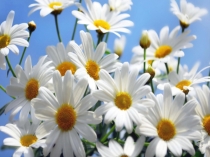 Прэзентацыя П.Панчанка. Сармацкае кадзіла (6 клас)