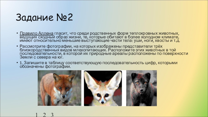 На рисунке изображены три представителя разных видов рода лисица