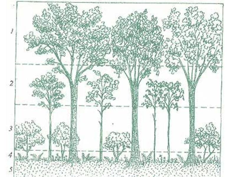 Структура растительного сообщества 7 класс тест биология. Ярусность широколиственного леса. Ярусность растений. Ярусность фитоценоза. Ярусность растительного сообщества схема.