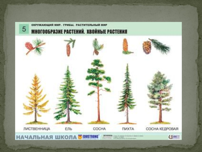 Картинки хвойных деревьев и их названия для детей