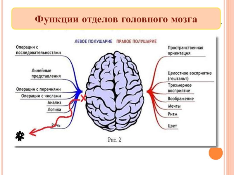 Схема мозга что за что отвечает