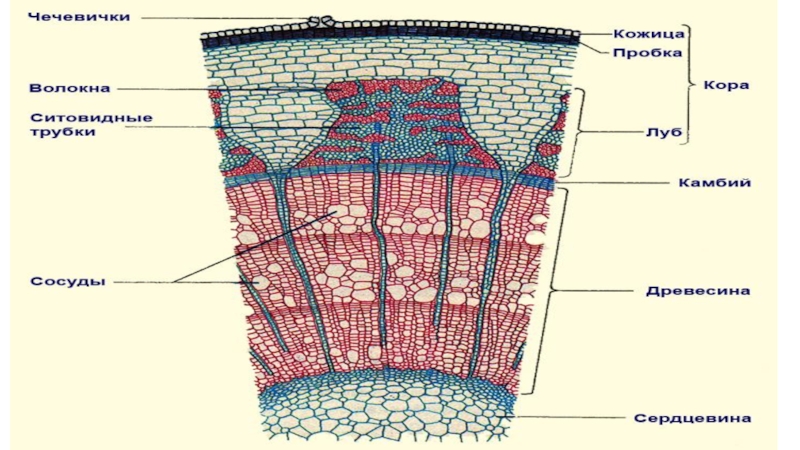 Схема внутреннее строение стебля