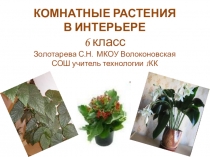 Презентация по технологии на тему Комнатные растения в интерьере (6 класс)