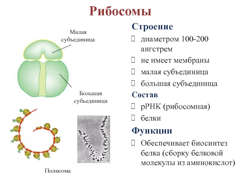 Рибосомы функции рисунок