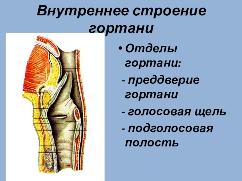 Строение гортани. Строение гортани отделы. Полость гортани анатомия.