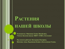 Проект Растения нашей школы