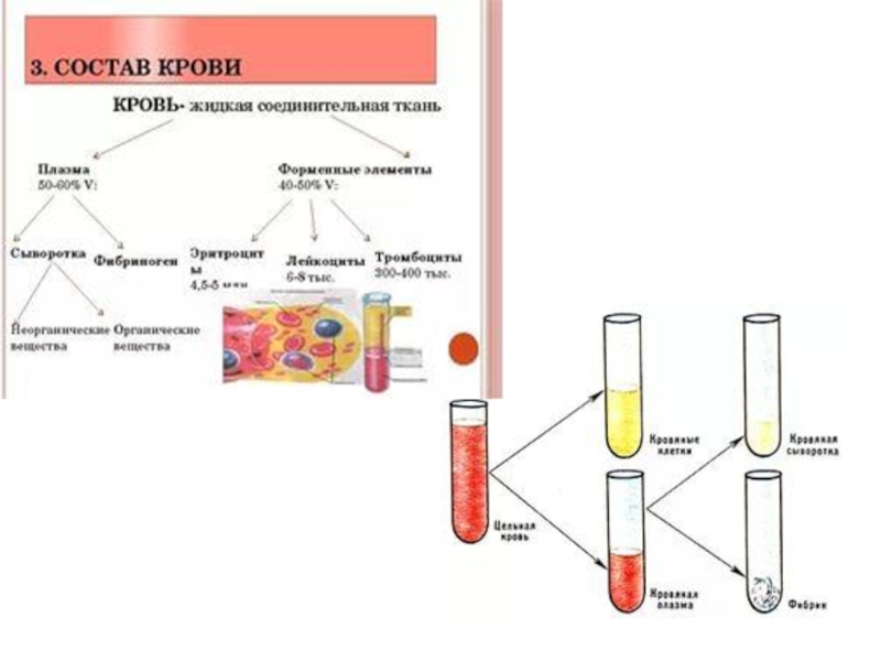 Презентация на тему кровь 8 класс по биологии