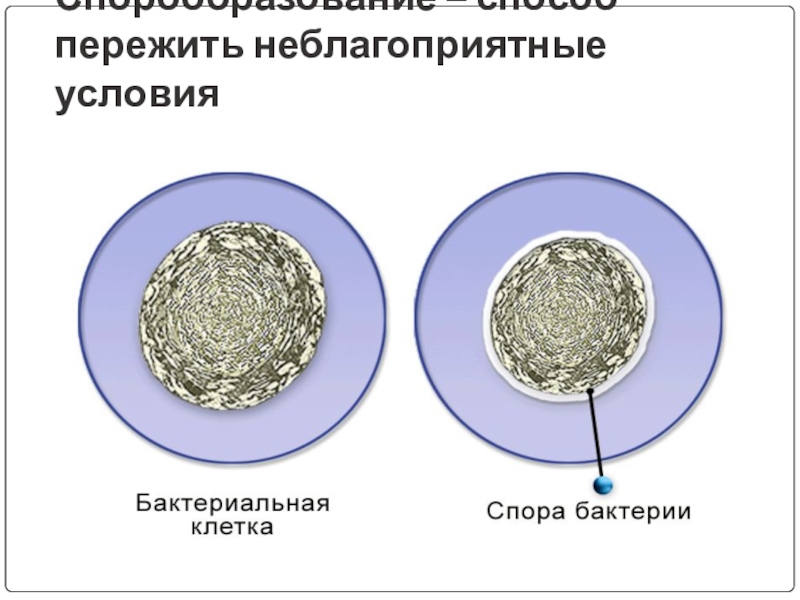 Какие неблагоприятные условия. Как бактерии переживают неблагоприятные условия. Переживание бактериями неблагоприятных условий. Способ переживания неблагоприятных условий у бактерий - это.... Неблагоприятные условия для микроорганизмов.