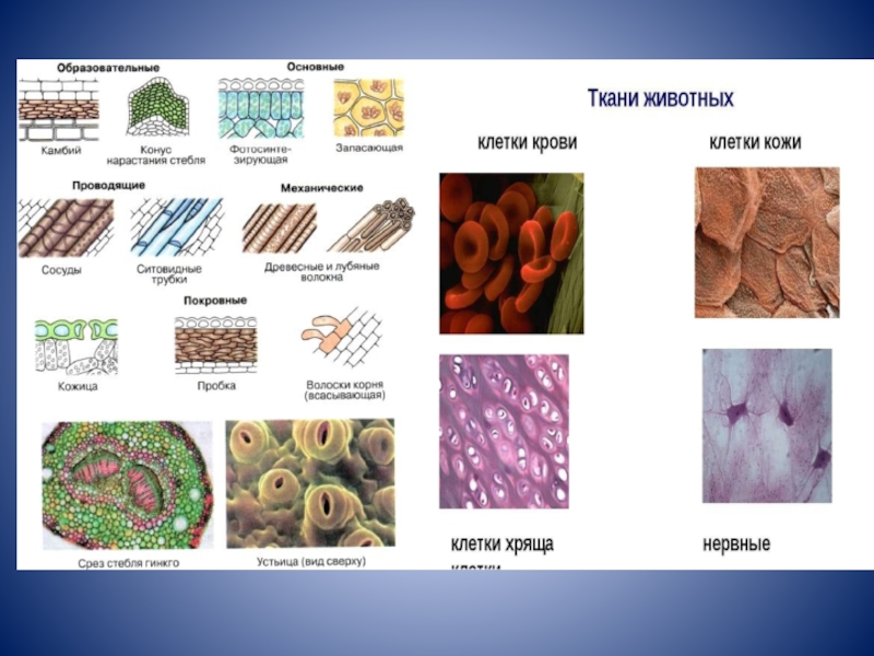 Ткани биология презентация