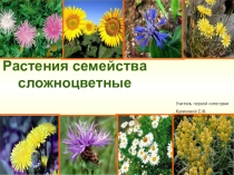 Презентация по биологии Сложноцветные