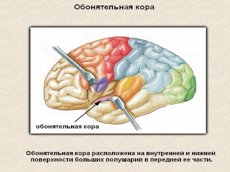 Орган осязания обоняния и вкуса презентация 8 класс по биологии