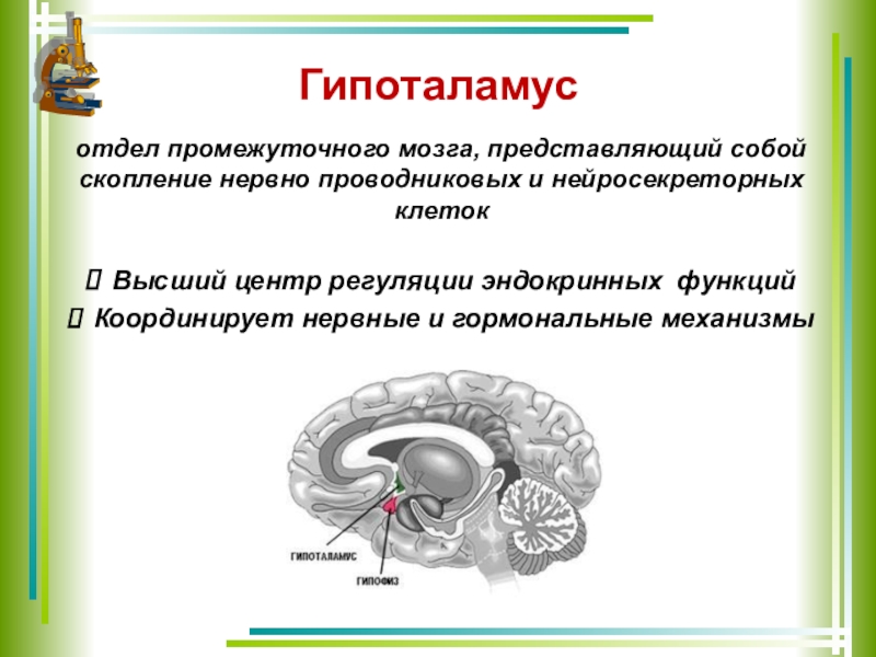 Промежуточный мозг 8 класс биология. Гипоталамус высший центр регуляции эндокринных функций. Функции гипоталамуса головного мозга. Гипоталамус это часть промежуточного мозга. Гипоталамус строение кратко таблица.