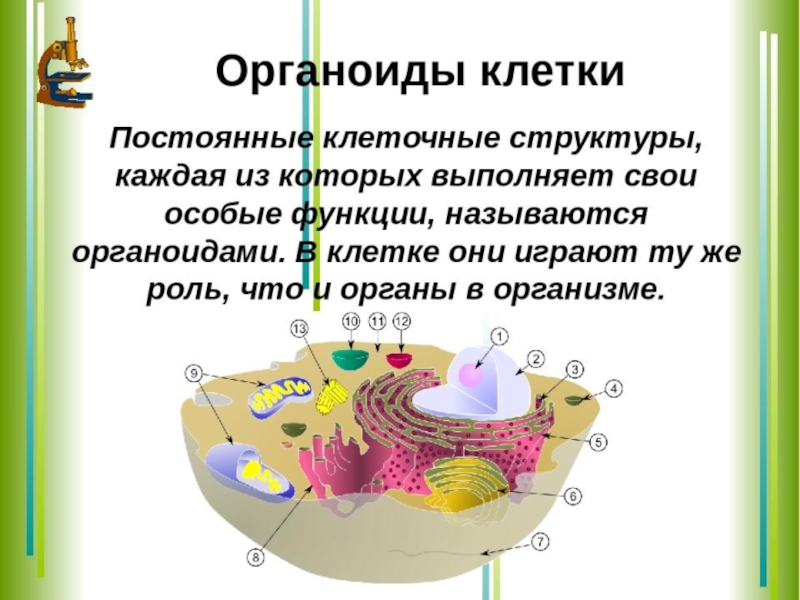 Органоиды клетки группы. Органеллы клетки. Схема строения органоидов. Органоиды клетки схема. Строение органоидов клетки.