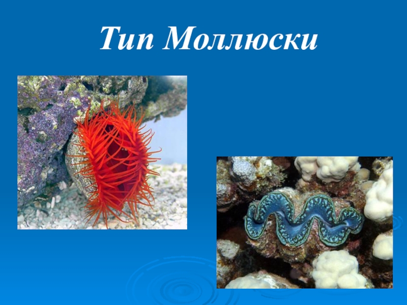Презентация Презентация по биологии на тему: Тип Моллюски (7 класс)