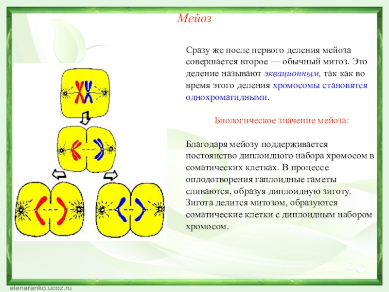 МейозСразу же после первого деления мейоза совершается второе — обычный митоз. Это деление называют эквационным, так как