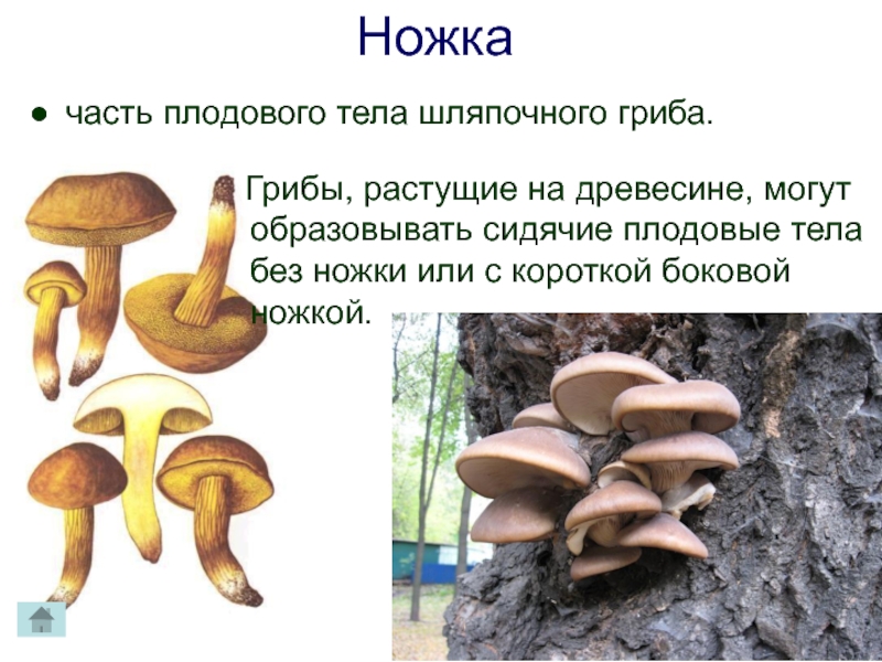 Могут формировать плодовые тела грибы или растения. Гриб (плодовое тело). Плодовые тела шляпочных грибов. Функции плодового тела у шляпочных грибов. Грибы без плодового тела.