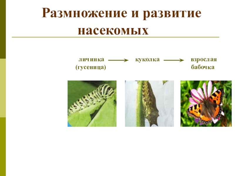 Размножение и развитие животных 3 класс окружающий. Размножение и развитие насекомых. Размножение и развитие бабочки. Размножение и развитие насекомых гусеницы. Размножение и развитие насекомых бабочки.