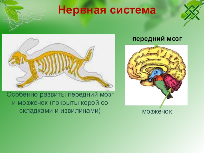 Нервная система и органы чувств млекопитающих. Нервная система млекопитающих схема. Строение нервной системы млекопитающих. Нервное строение млекопитающих. Нервная система млекоп.