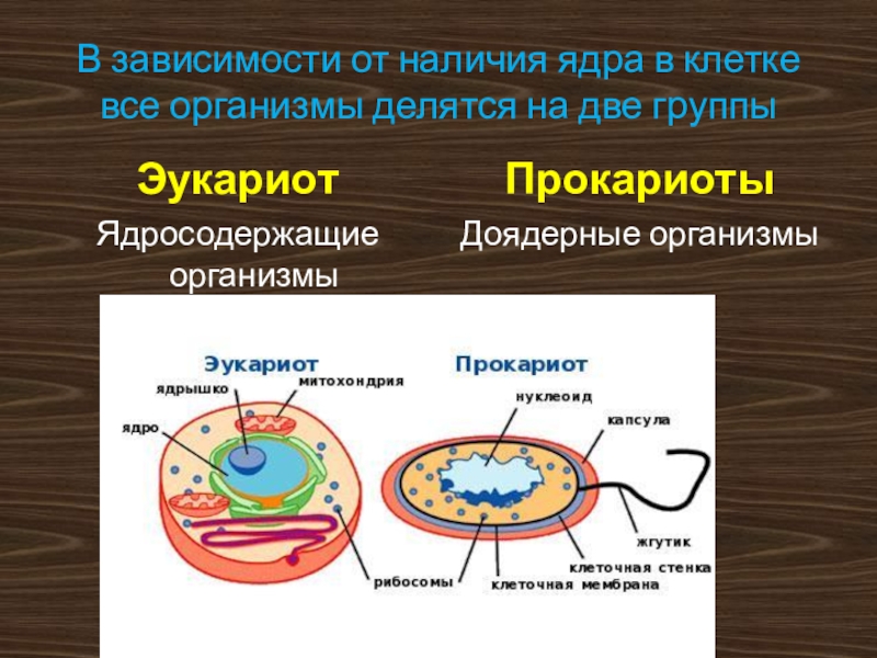 Прокариоты наличие ядер. Наличие ядра. Доядерные и ядерные клетки. Основные части клеток доядерных и ядерных организмов.