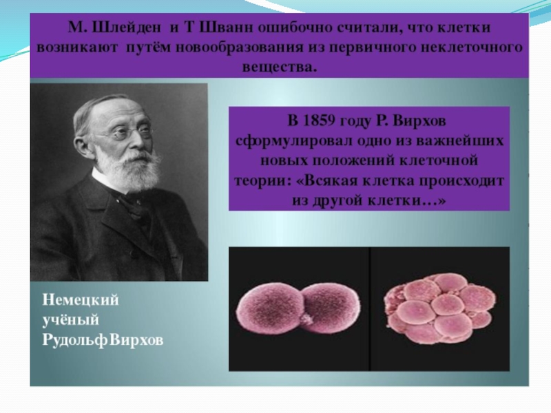 Клеточная теория шлейдена. Шванн Шлейден Вирхов. Открытия Шванна и Шлейдена. Шванн вклад в цитологию. Клеточная теория.