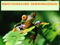 Презнтация по биологии 7 кл, Многообразие земноводных.