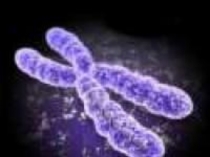 Презентации по биологии на тему Взаимодействие аллелей