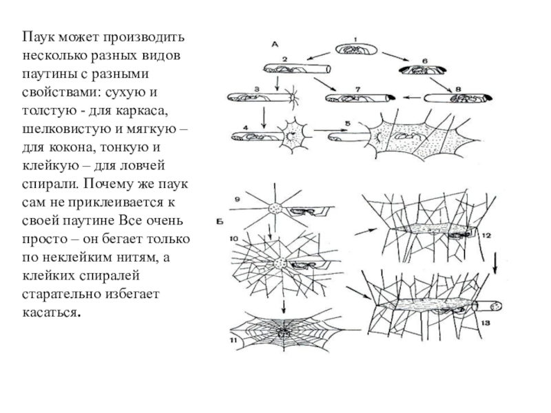 Презентация по биологии на тему паутина