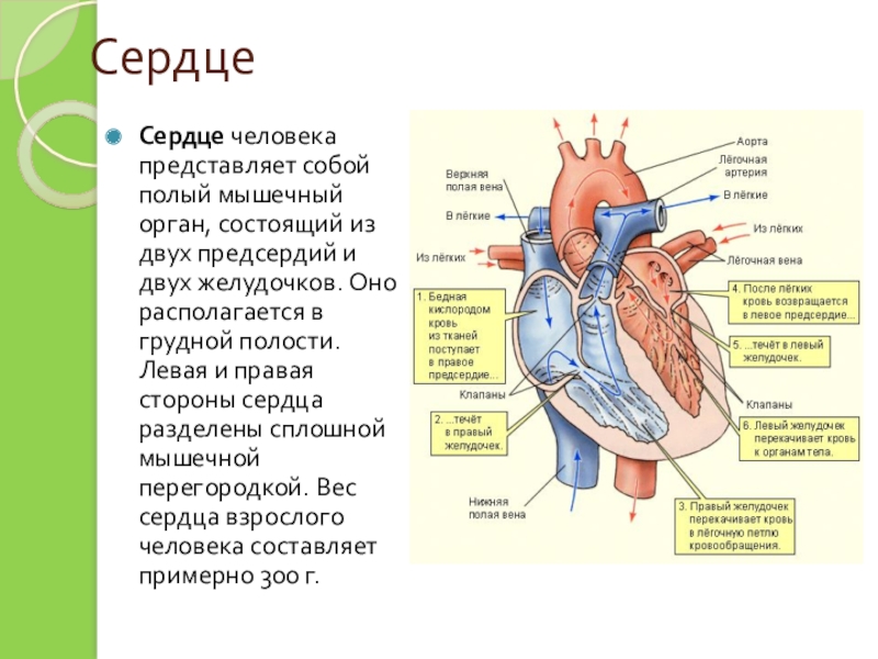 Сердце человека состоит из. Сердце человека мостгит из. Из чего состоит сердце. Из чего состоит сердце человека.