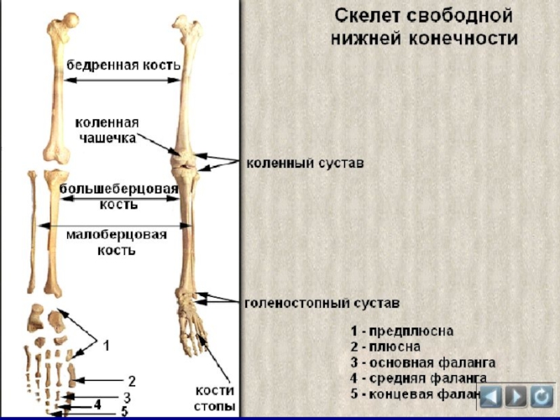 Где лодыжка у человека 4 класс находится фото на скелете впр